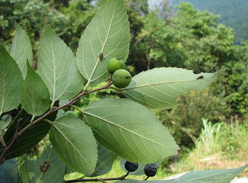 糙葉樹(shù)