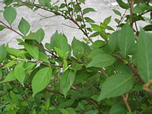 長(cháng)葉紫珠