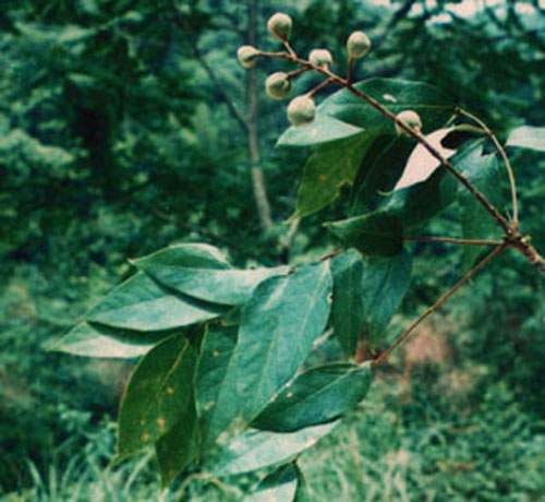 伯樂(lè )樹(shù)