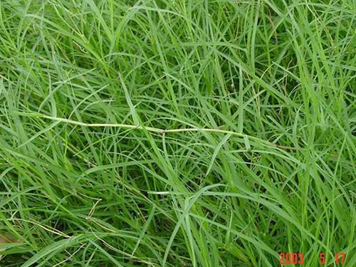鐵線(xiàn)草（狗牙根）